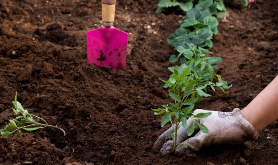 La passion du potager : plongez dans l’univers d’un jardinier maraîcher